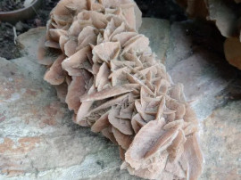Trandafirul desertului Desert Rose roca piatra L 30 cm. H 15 cm.